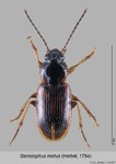 Female
