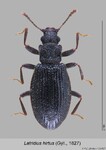 Female