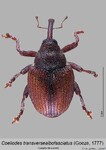 Female