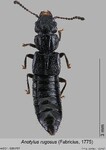 Female