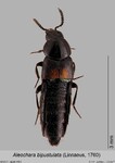 Female