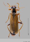 Female
