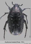 Female