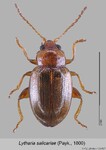 Female