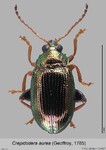 Female