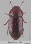 Female