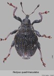 Female