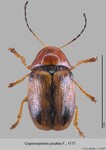 Female