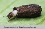 Biotope