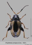 Female