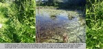 Host Plants