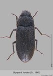Female