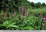 Biotope