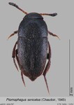 Female