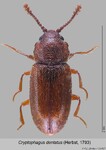 Female