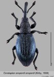 Female