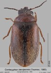 Female