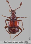 Female