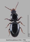 Female