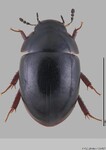 Female
