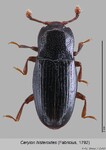 Female
