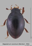 Female