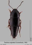 Female