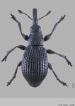 Female