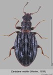 Female
