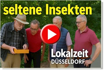 Thumbnail zeigt Ausschnitt aus Lokalzeit Video. Mehrere Männer betrachten einen Insektenkasten im Wald